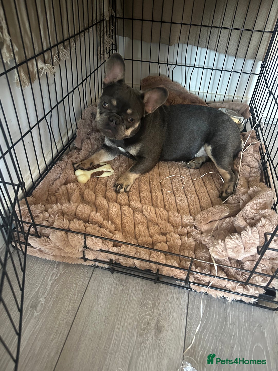 French Bulldog dogs for sale: Pixie  - Image 4