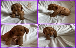 Cockapoo dogs for sale: F1 Red Cockapoo puppies ~ ⭐️ready Now ⭐️  - Image 36