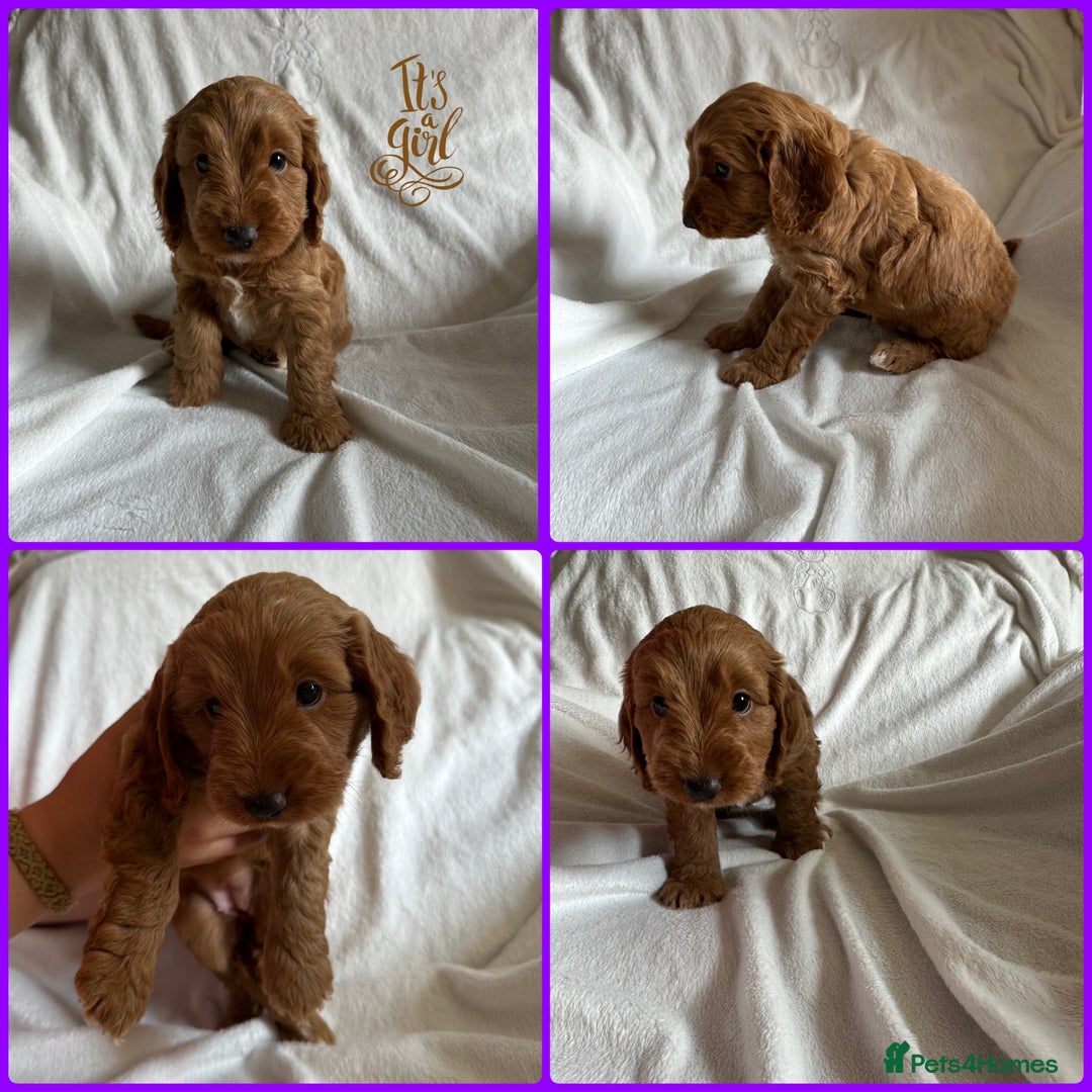 Cockapoo dogs for sale: F1 Red Cockapoo puppies ~ ⭐️ready Now ⭐️  - Image 36