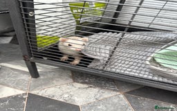 Ferret rodents for sale: 2 Female Ferrets - Image 2