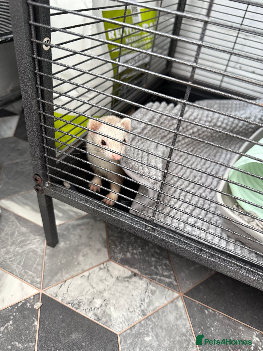 Ferret rodents for sale: 2 Female Ferrets - Image 2