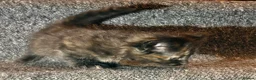 Mixed Breed cats for sale: 5 Mixed Coloured Kittens Available! - Advert 23
