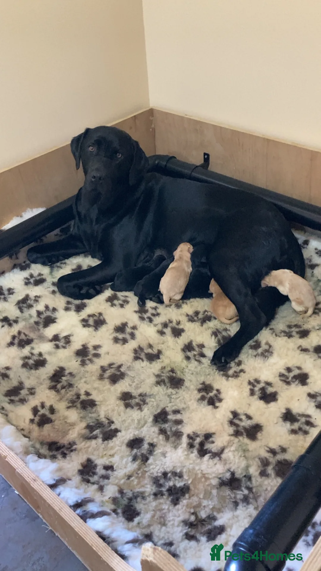 Labrador Retriever dogs for sale: Ready to leave, KC registered Labrador pups. in Brampton - Advert 6