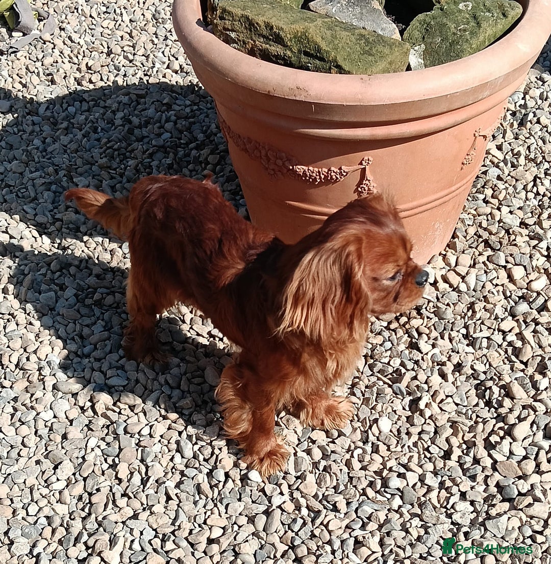 Cavalier King Charles Spaniel dogs for sale: Cavalier King Charles  - Image 39