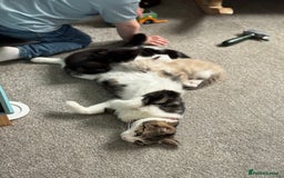 Mixed Breed cats for sale: Beautiful black Tabby Girl - Image 3