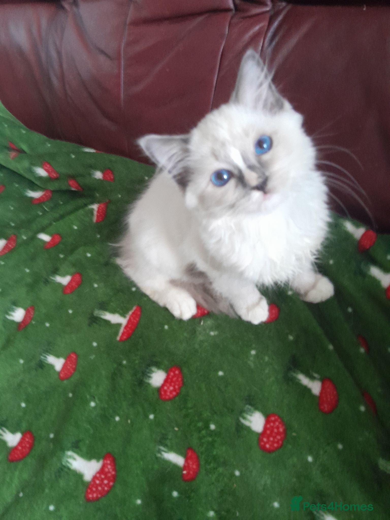 Ragdoll cats Beautiful Ragdoll kittens  - Advert 1