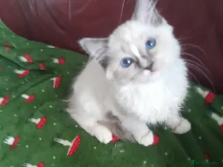 Ragdoll cats Beautiful Ragdoll kittens - Advert 1