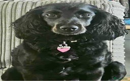 Cockapoo dogs for sale: Adorable Cockapoo puppies waiting for You!  - Image 18