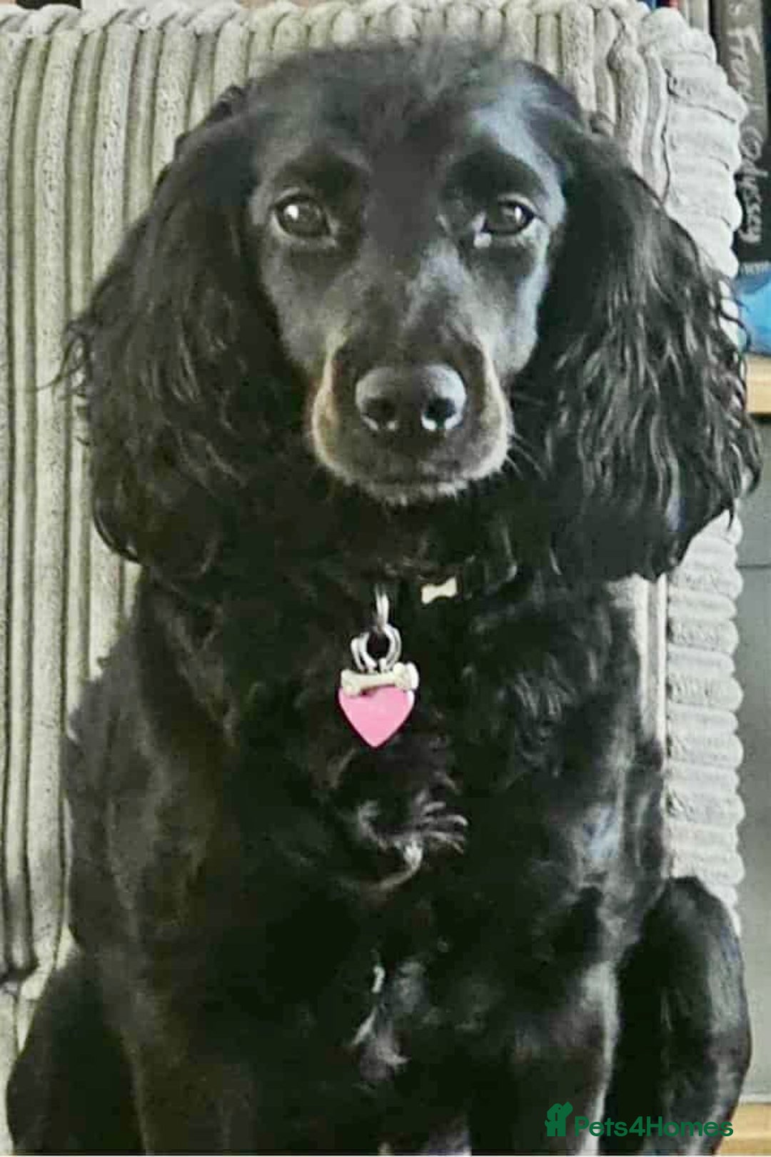 Cockapoo dogs for sale: Adorable Cockapoo puppies waiting for You!  - Image 18