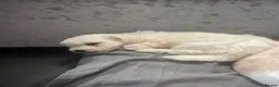 Mixed Breed dogs for sale: Cavapoochon puppies - Advert 17