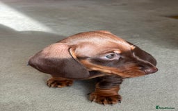 Miniature Dachshund dogs for sale: Reggie and Walter  - Advert 11