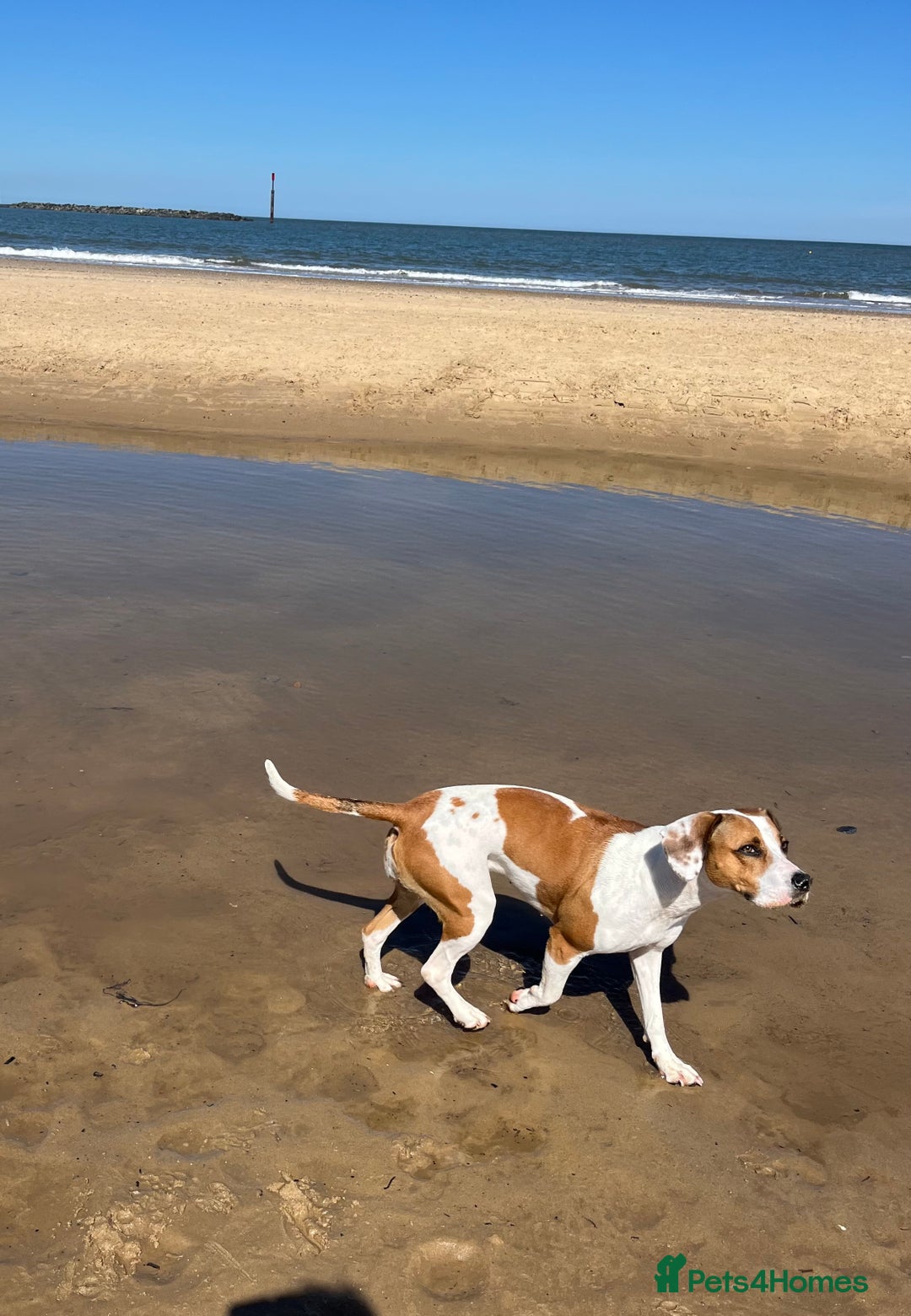 Mixed Breed dogs for sale: American staffy/cocker spaniel cross  - Advert 5