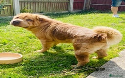 Shar Pei dogs for sale:  Bear coat Sharpi female   - Image 7