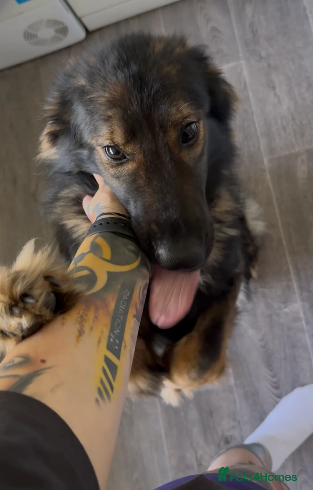 German Shepherd dogs for sale: Gorgeous temperament girl looking for a new home  in Bognor Regis - Advert 2