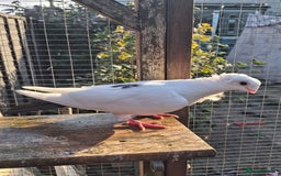 Pigeons birds for sale: Single German owl hen - Image 1