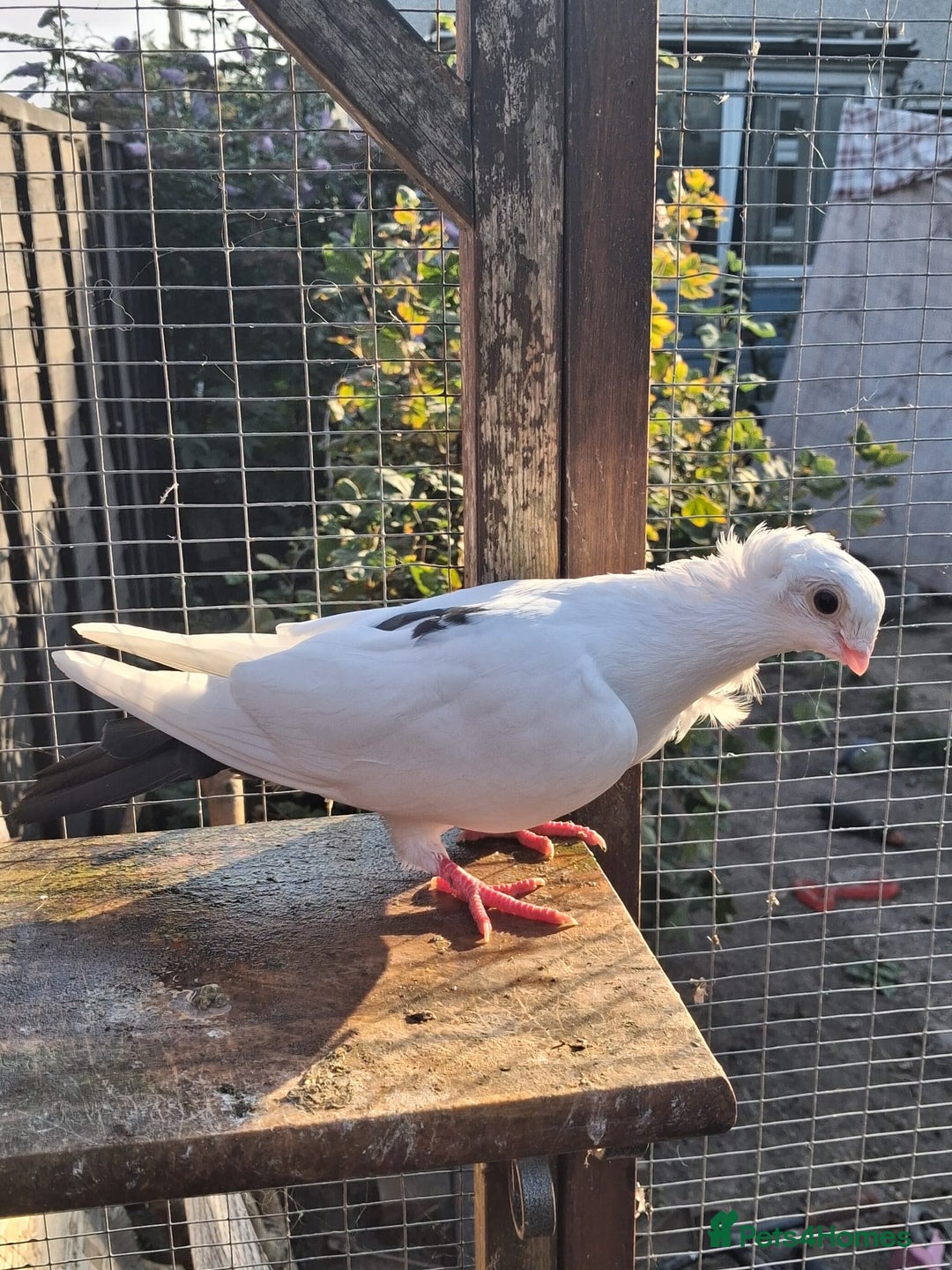 Pigeons birds for sale: Single German owl hen - Image 1