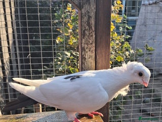 Pigeons birds - Advert 14