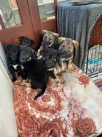 German Shepherd dogs Outstanding German shepherd pups - Advert 1