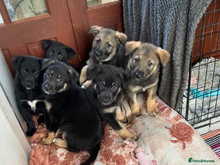 German Shepherd dogs for sale: Outstanding German shepherd pups - Advert 1