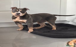 American Bully dogs for sale: Pocket Bully - 8months old - Image 1
