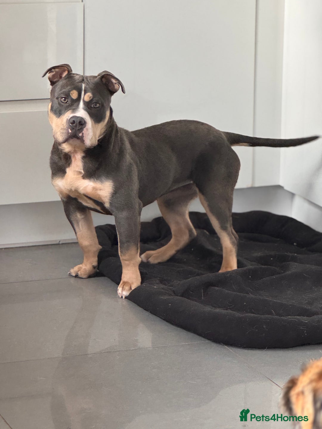 American Bully dogs for sale: Pocket Bully - 8months old - Image 1