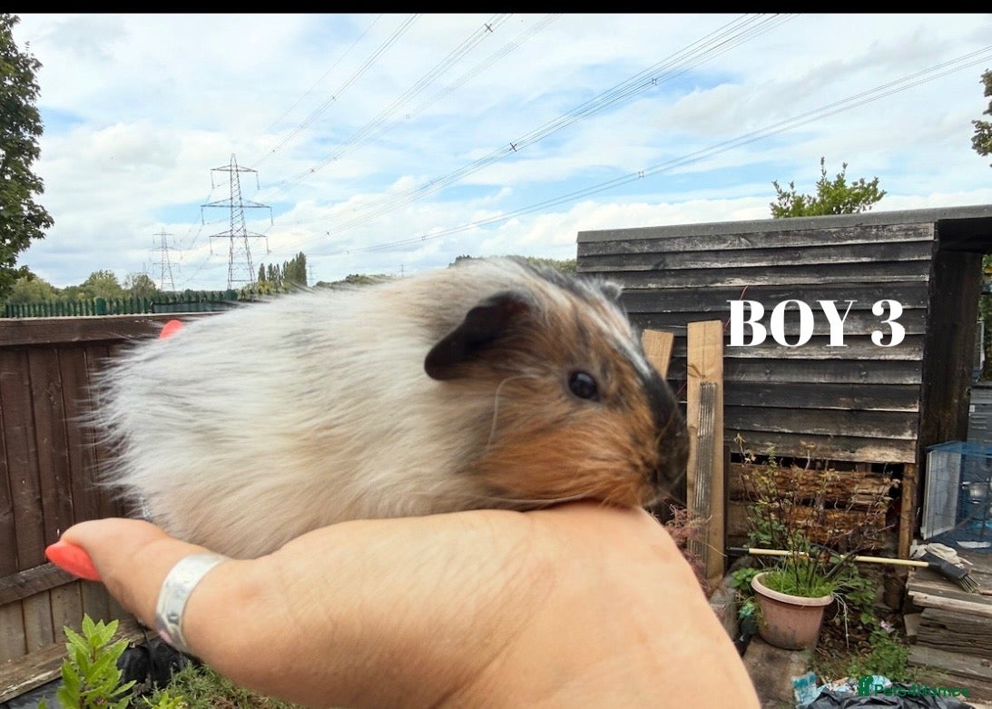 Guinea Pig rodents Male Baby Guinea Pigs - Advert 18