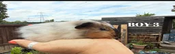 Guinea Pig rodents for sale: Baby Guinea Pigs - Advert 8