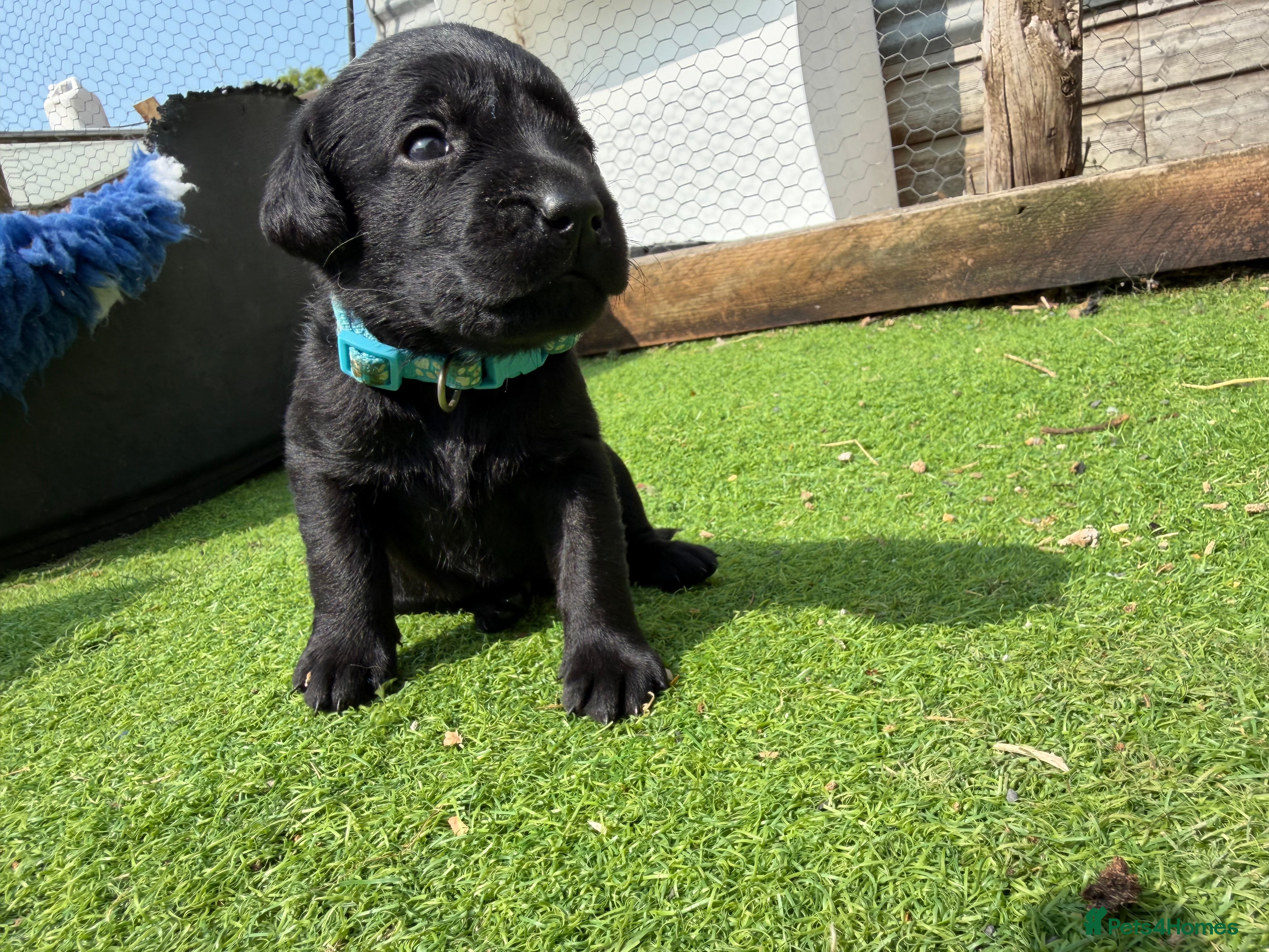 Labrador Retriever dogs 11 KC Labrador puppies - Advert 2
