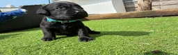 Labrador Retriever dogs for sale: 2 Boys Avaliable now for collection - Advert 27