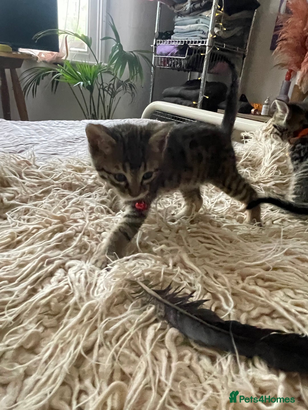 Mixed Breed cats for sale: 7 Half Snow Bengal kittens - Image 30