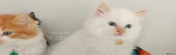 Ragdoll cats for sale: £Negotiable Beautiful cross Ragdoll/Persian😻😻😻 - Advert 4