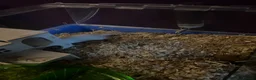 Gerbil rodents for sale: Two male gerbils  - Advert 2