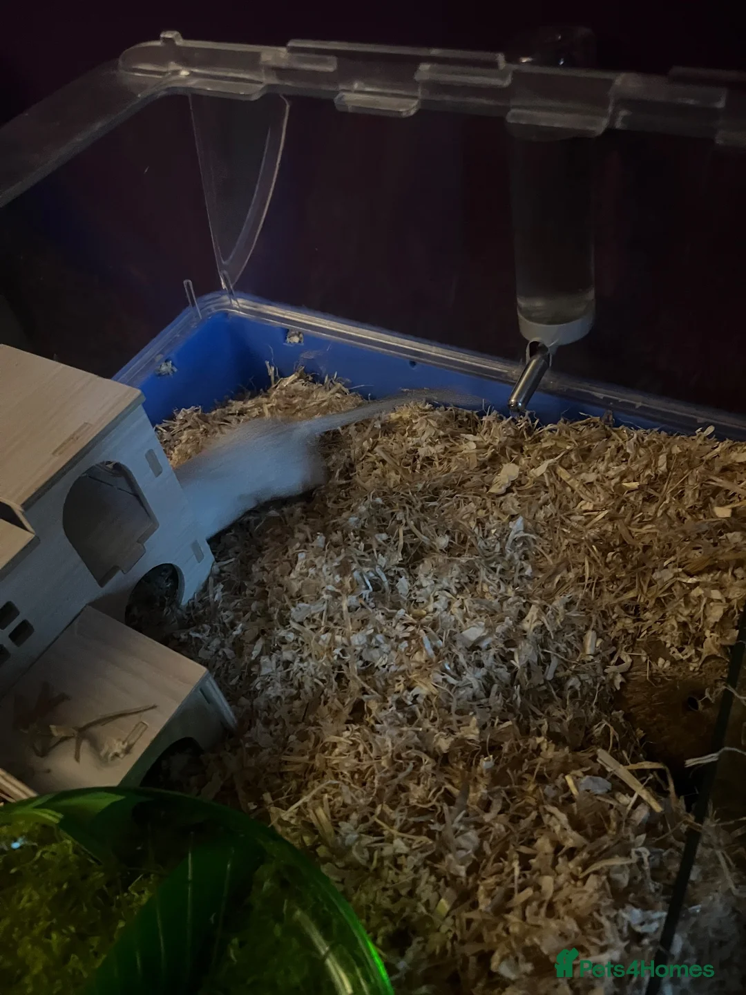 Gerbil rodents for sale: Two male gerbils  - Advert 2