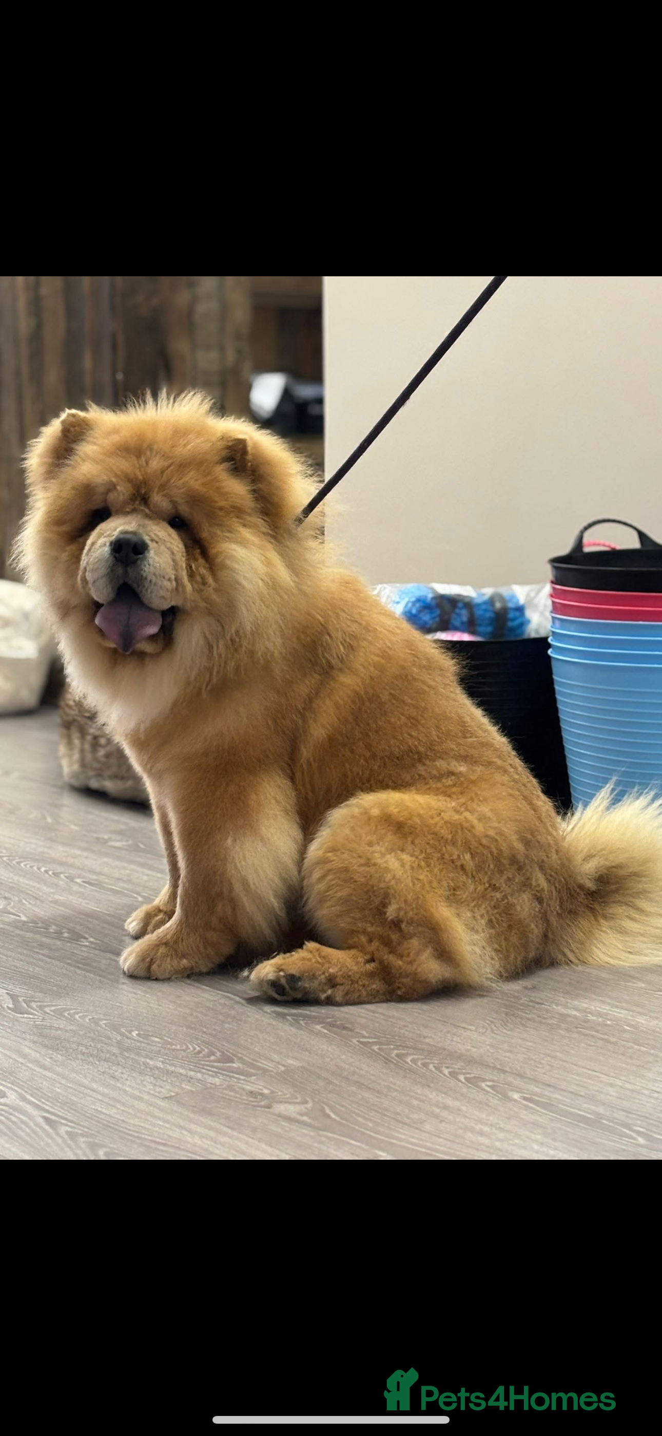 Chow Chow dogs 🌟 Chow Chow Stud Available Quality&Proven Lines🌟 - Advert 3