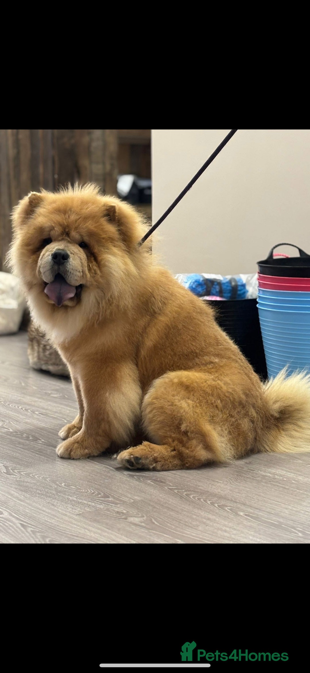Chow Chow dogs for stud: 🌟 Chow Chow Stud Available Quality&Proven Lines🌟 - Advert 1
