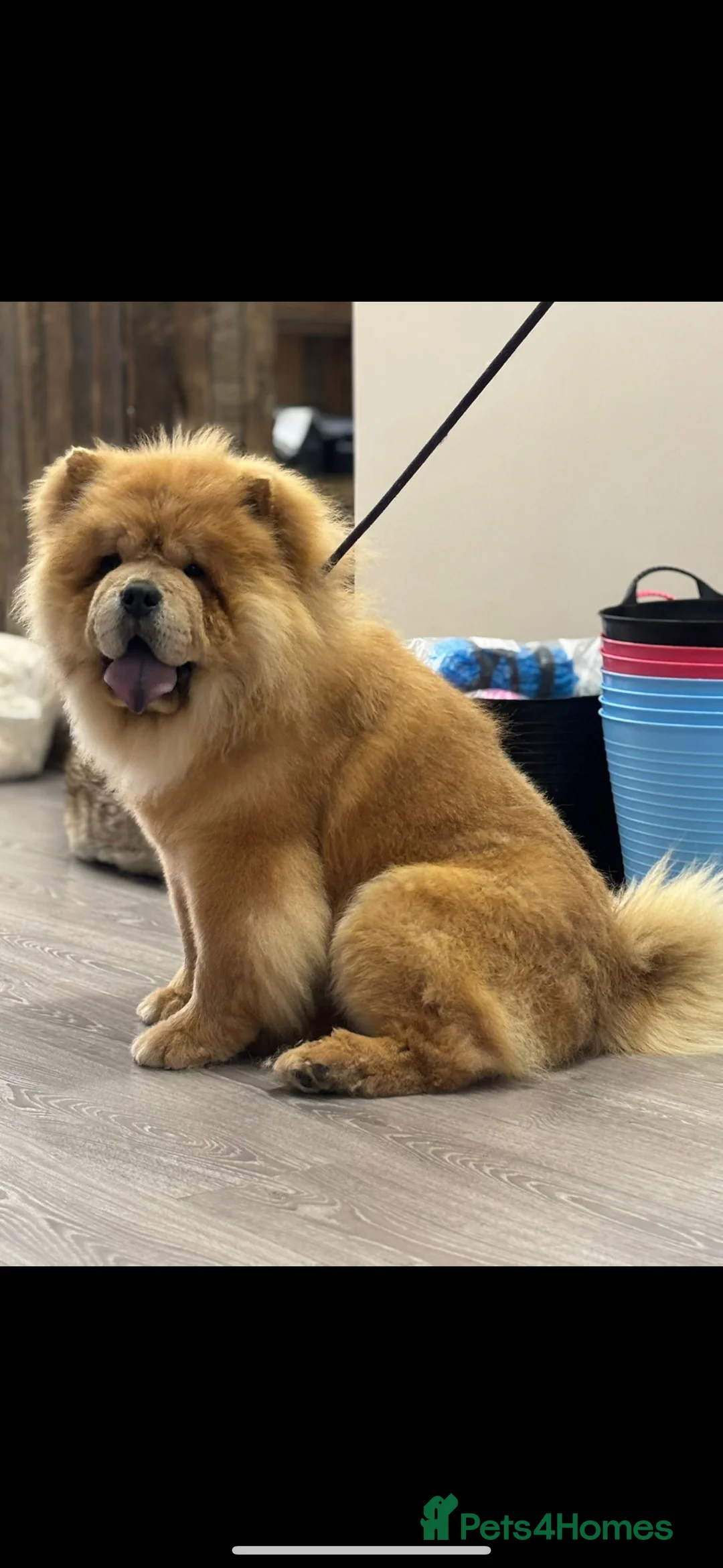 Chow Chow dogs for stud: 🌟 Chow Chow Stud Available Quality&Proven Lines🌟 - Advert 1