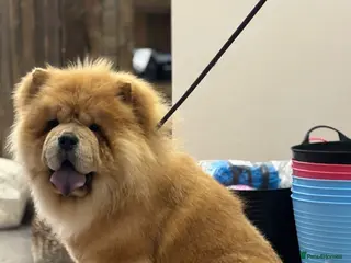 Chow Chow dogs 🌟 Chow Chow Stud Available Quality&Proven Lines🌟 - Advert 5