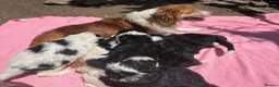 Bordoodle dogs for sale: Beautiful Bordoodle pups  - Advert 19