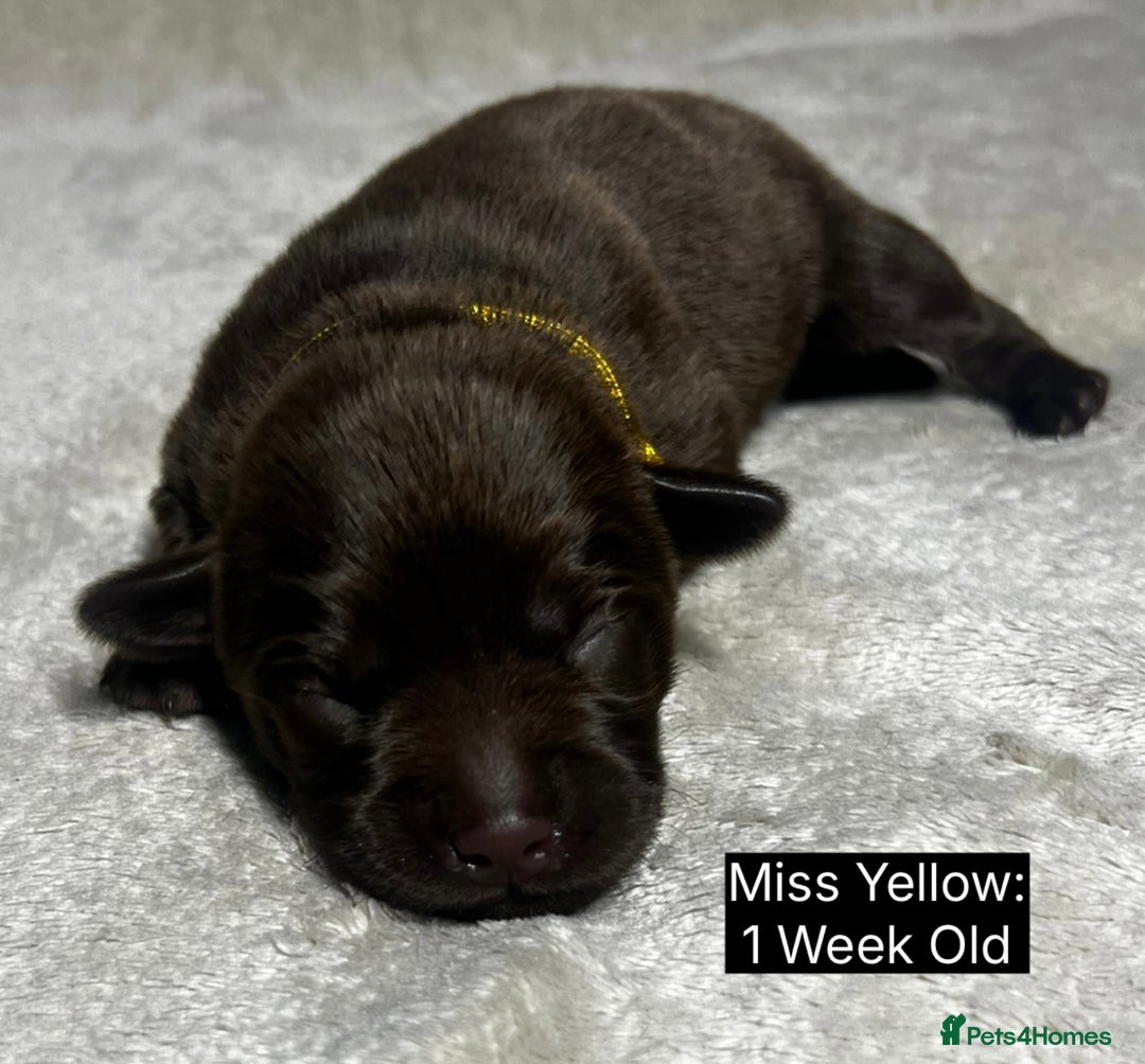 Labrador Retriever dogs for sale: 🖤🤎Superb, Kc Reg, Health Tested, Lab Pups🤎🖤 - Advert 14