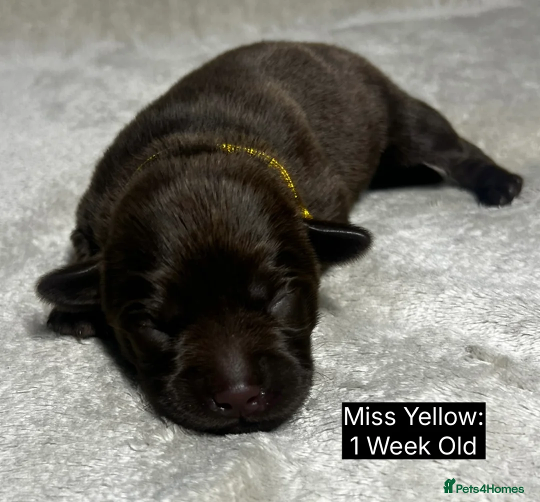 Labrador Retriever dogs for sale: 🖤🤎Superb, Kc Reg, Health Tested, Lab Pups🤎🖤 - Advert 15