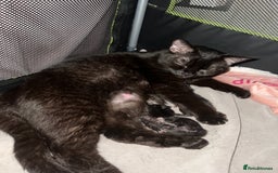 British Shorthair cats for sale: Two Diminutive Overlords Seeking Human Staff - Image 11