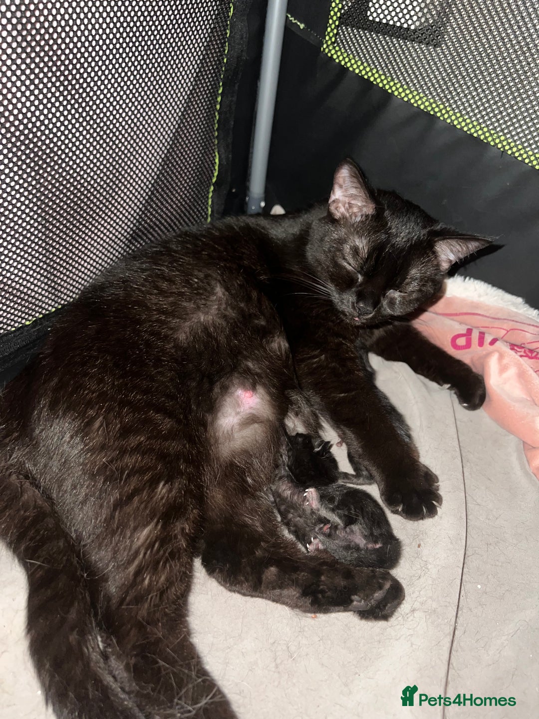 British Shorthair cats for sale: Two Diminutive Overlords Seeking Human Staff - Image 11