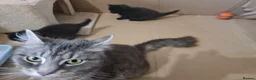 Mixed Breed cats for sale: 2 brother kittens for sale - Advert 8