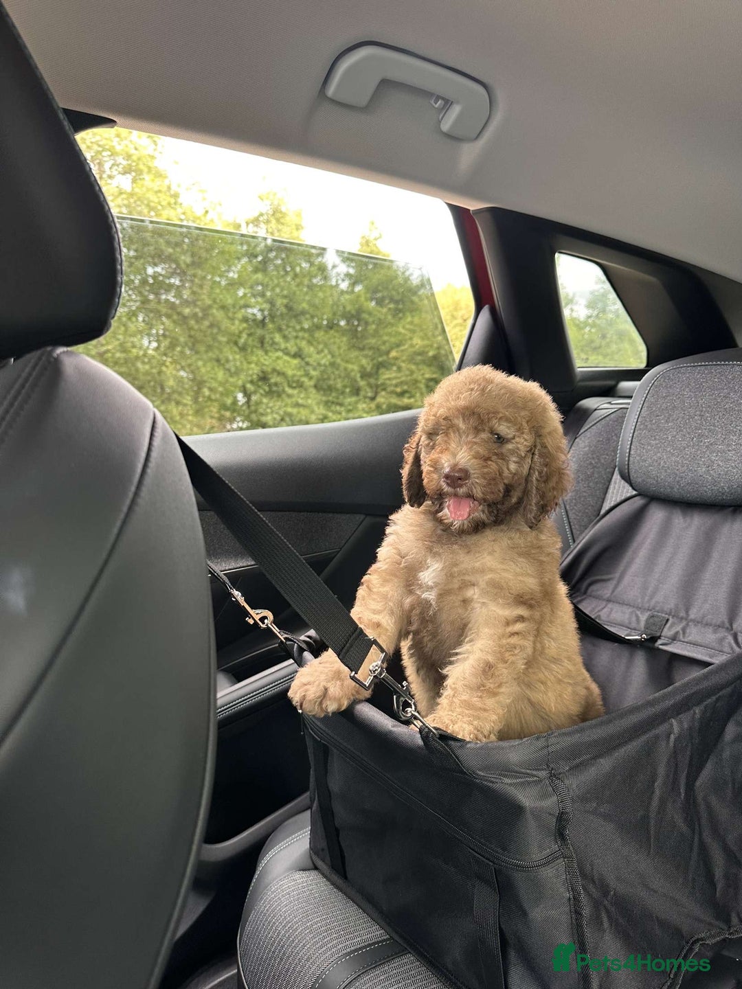 Cockapoo dogs for sale: Berdoodle 11 weeksold FULLY VACCINATED  - Image 4