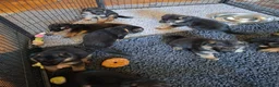 German Shepherd dogs for sale: 1 Gorgeous Male German Shepherd puppy - Advert 13
