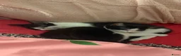 Mixed Breed cats for sale: 7 kittens available for adoption  - Advert 5