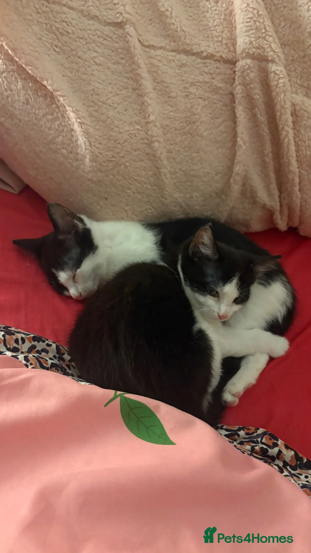 Mixed Breed cats for sale: 7 kittens available for adoption  - Advert 5