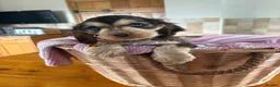 Cocker Spaniel dogs for sale: Ready now! Health tested show cocker spaniels - Advert 4