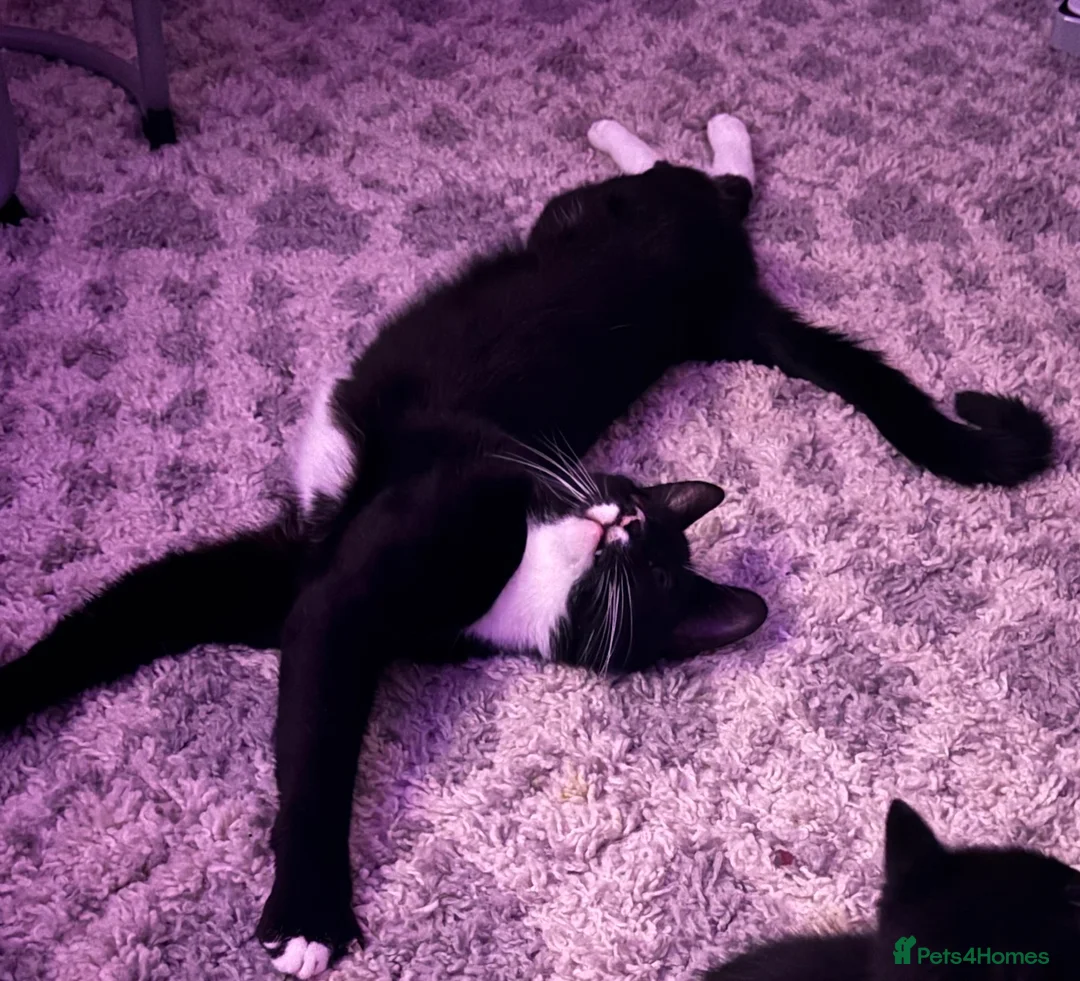 Mixed Breed cats for sale: 1 year old male cat- free - Advert 2