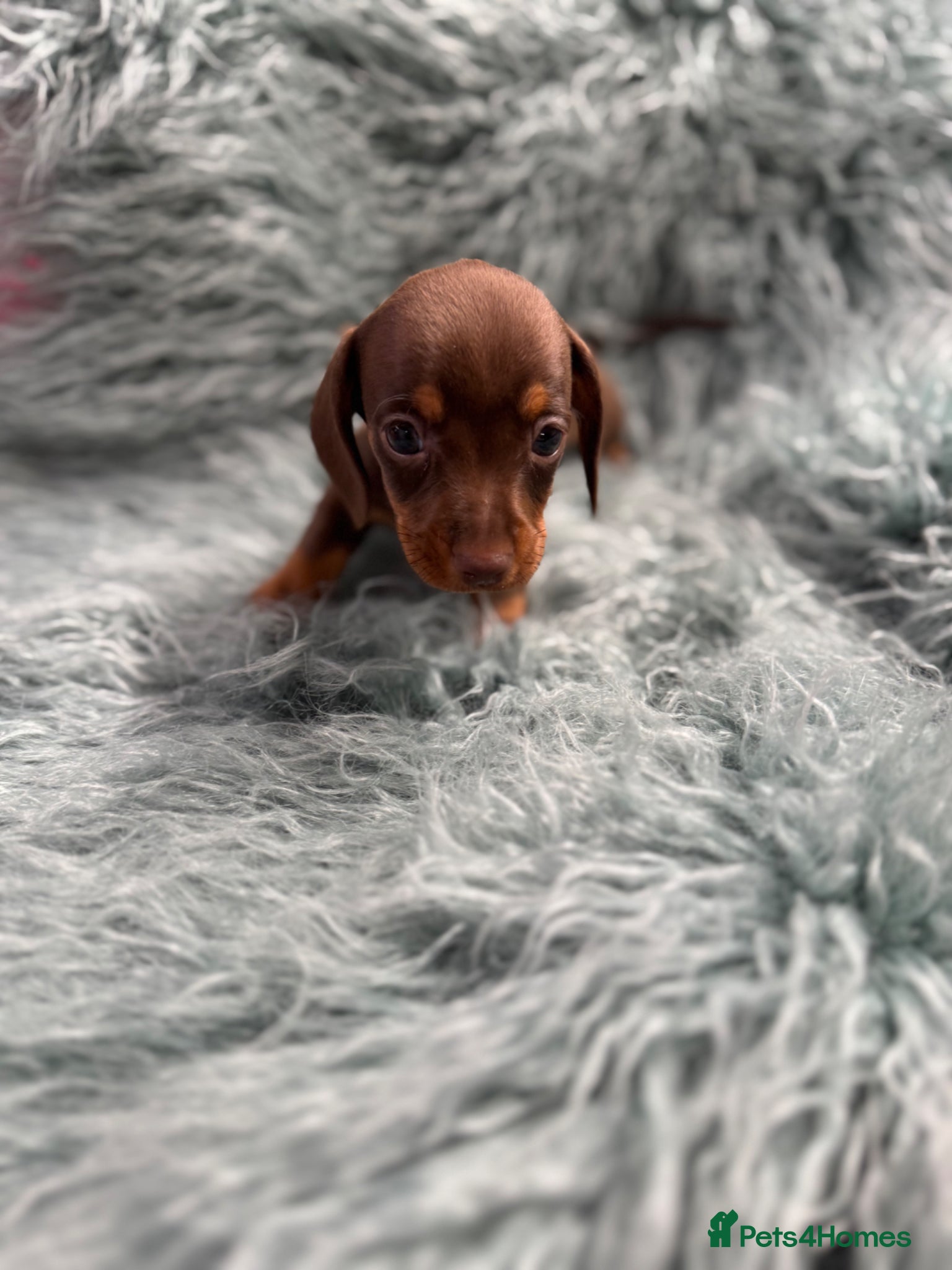 Miniature Dachshund dogs Miniature dachshund puppies - Advert 1